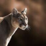 Puma, Bioparque Temaiken. Zoológico de Buenos Aires